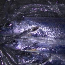 遅い時間から釣行